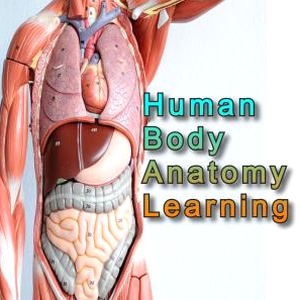 anatomy learning - 1 year access license key 资源封面