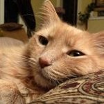 kleptocats 2 apk 资源封面