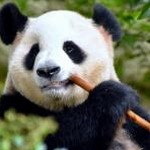 kumakuma下载 资源封面