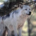 wolvesmp3免费下载 资源封面