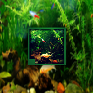 aquarium 发音