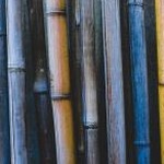 bamboo garden