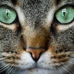 black cat white cat 资源封面