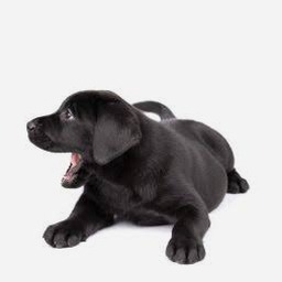 breeder dog英文版Windows版