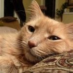 catwallet应用下载 资源封面