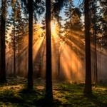 forest park安卓版 资源封面