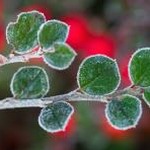forstborn安卓版下载 资源封面