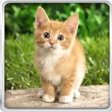 真实小猫图片壁纸 资源封面