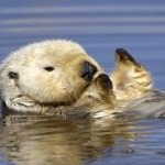 otter 翻译