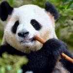 panda mouse pro 2.9 apk download 资源封面
