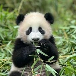 panda express near me