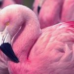 pinkoi网页版app