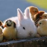 rabbit 浏览器 资源封面