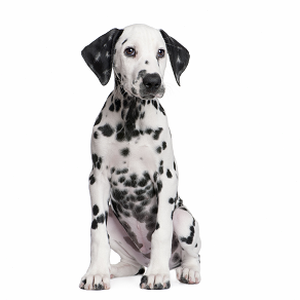 rover robot reward model as test-time verifier for vision-language-action model